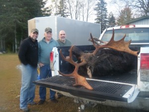 Maine Moose 2